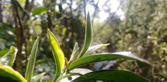 樟香味普洱茶古树茶独有：哪些品种具有独特樟香味？好茶的标准是什么？