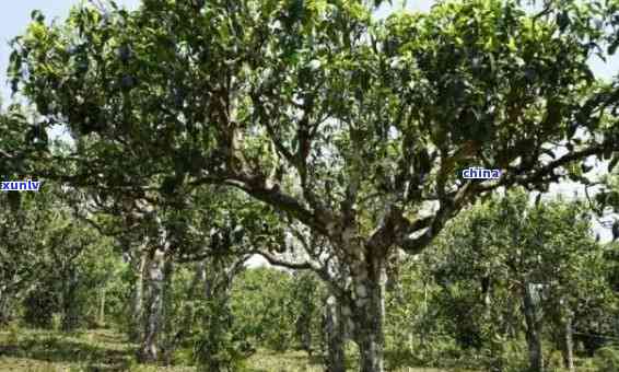 班盆老寨茶怎么样？古树茶价格表、口感特点与普洱茶对比