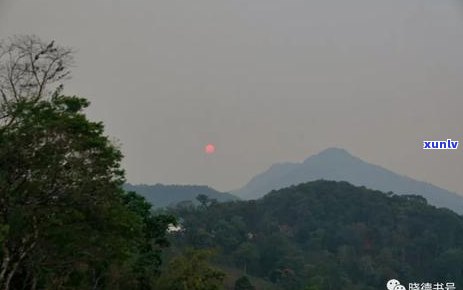 普洱茶倚邦是哪个茶区：2018年倚邦山普洱茶特点与易武关系解析