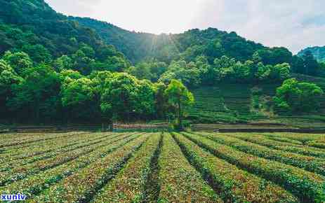 普洱茶倚邦是哪个茶区：2018年倚邦山普洱茶特点与易武关系解析