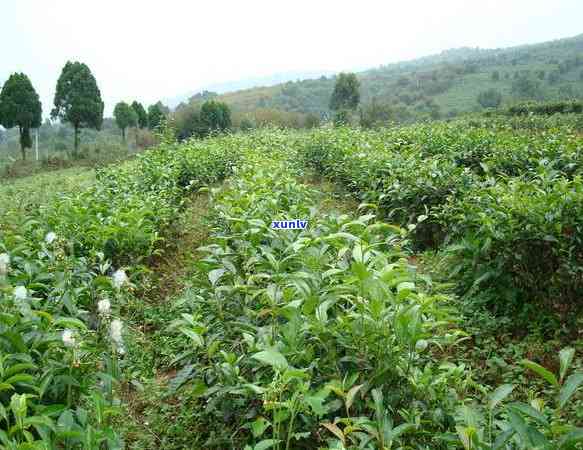 聘号普洱茶1912年百年传奇价格查询，生熟茶1000克价格表