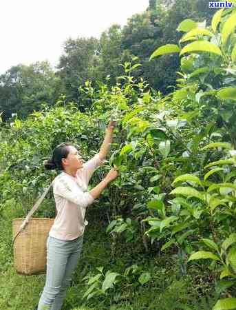 聘号普洱茶1912年百年传奇价格查询，生熟茶1000克价格表