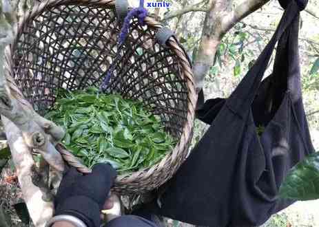 如何有效消除普洱茶的堆味，让茶品更加纯净香醇？