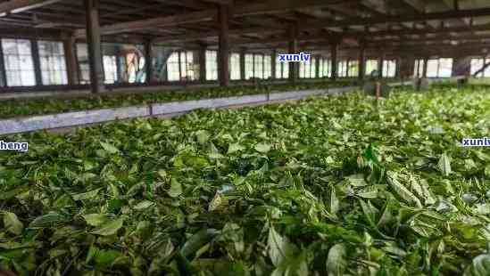 云南古茶文化传承者：探索普洱市古普洱茶厂的独特魅力