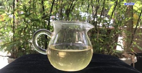 邦东独特古茶树：探寻真正的茶叶奥秘