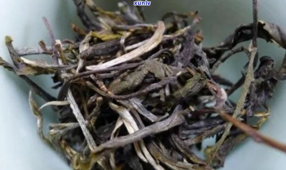 普洱古树芽尖发黄，云南普洱茶叶有锯齿吗？普洱芽尖属于什么茶？