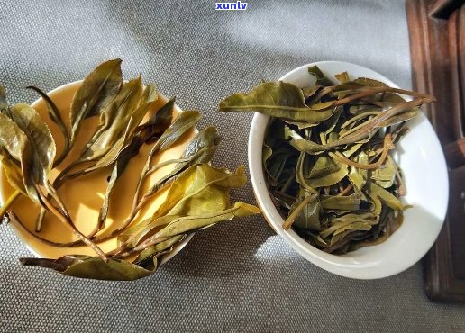 古树普洱茶纯黄芽头