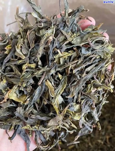 古树普洱茶纯黄芽头