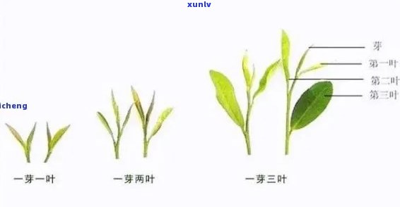 普洱茶芽尖与叶的区别：口感、茶叶 *** 及叶子特征分析