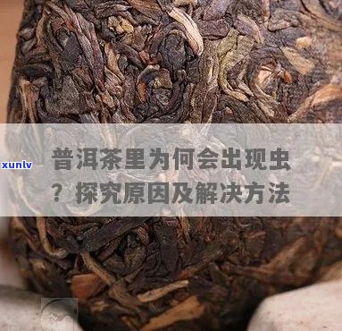 普洱茶中的虫子：对味道的影响与处理 *** 探讨