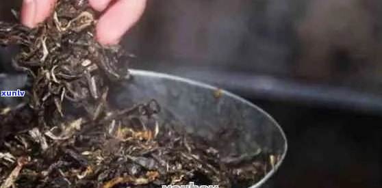 普洱茶生虫了怎么办？如何处理和预防普洱茶被虫蛀的问题？