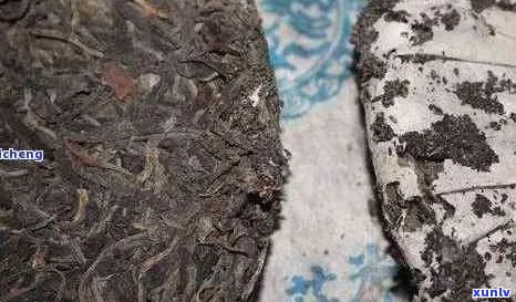 普洱茶中现虫子，是否还能继续饮用？探讨其对普洱茶品质的影响