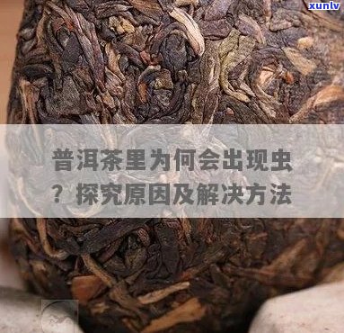 普洱茶生虫问题大解析：原因、预防与解决 *** 一文看懂！