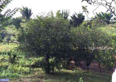 普洱茶古六大茶山品种特点及新六大茶山简介