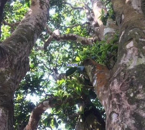 第八届普洱茶叶节获奖名单及研讨会议程