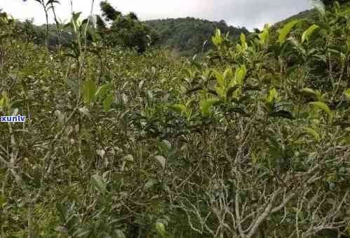 黄草林普洱茶：口感醇厚，价格适中，古树茶更佳。