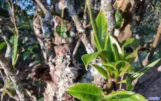 黄草林普洱茶：口感醇厚，价格适中，古树茶更佳。