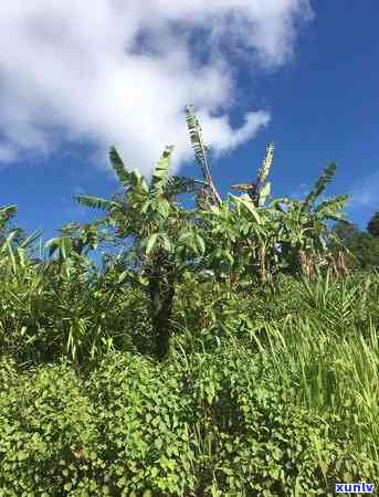 坝卡囡普洱茶添源号