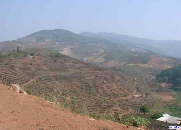 普洱茶六大茶山大曼全面指南：了解产地、品质与冲泡技巧