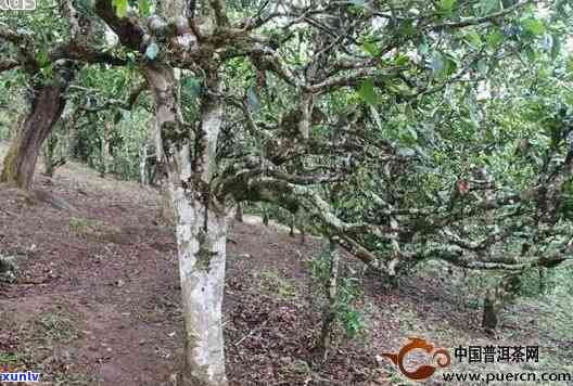 探究普洱茶古树的定义：树龄与品质的关系分析