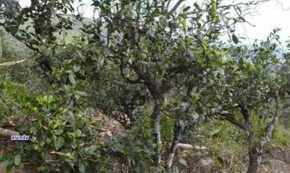 大雪山野生古茶树的勐库秘制百年普洱茶：一场口感与历的宴