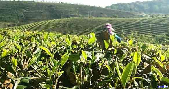 大渡岗普洱茶好不好-大渡岗普洱茶好不好喝