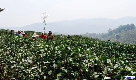 云南景大渡岗乡优质普洱茶：口感细腻，品质越的茶园体验