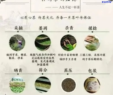 普洱茶章家三对：品种、 *** 工艺与品饮技巧的全面解析