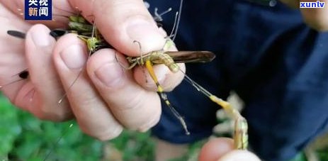 丰沙里普洱茶价格是多少？