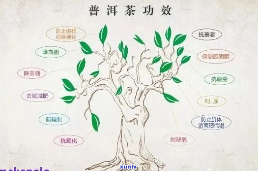 普洱茶的四个字形容词语：品鉴、冲泡、功效、种类，一文解决你的所有疑问