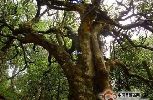 勐麻河位置，临沧勐麻河古树茶品质与云县勐麻河特色介绍