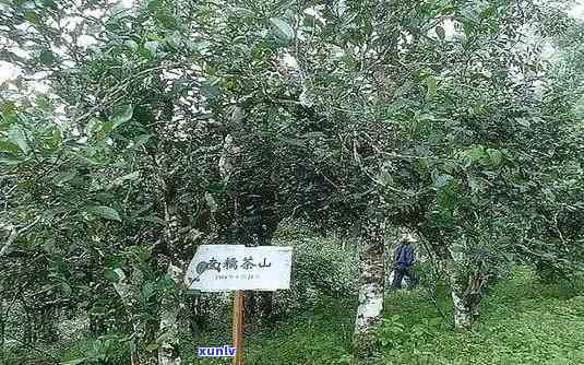 南糯山佳源普洱茶：古树茶香，滋味醇厚的新选择