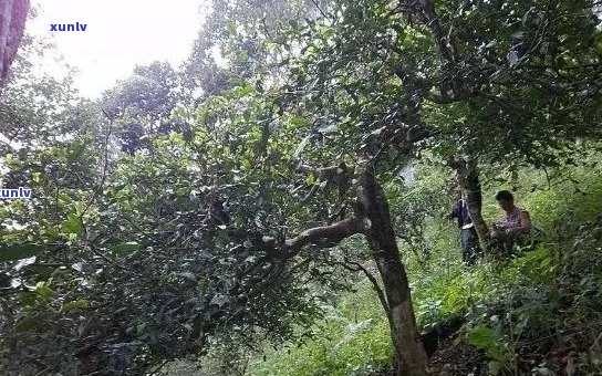 南糯山多依寨普洱茶特点价格与品质