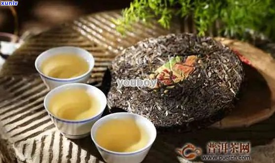 普洱茶单株一口品：纯料与区别的深度解读