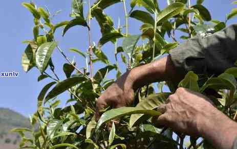 普洱茶饮用量：如何把握合适的一年消耗量？