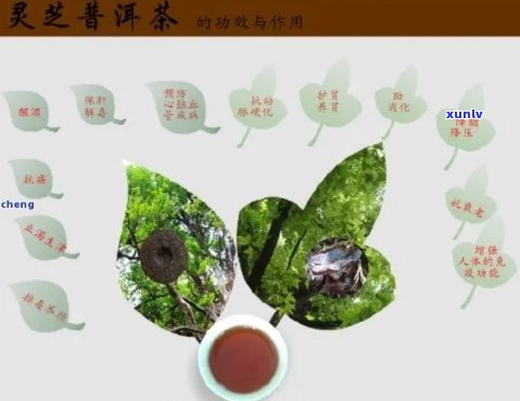 普洱茶与灵芝的共同功效：提升健效益，缓衰老。