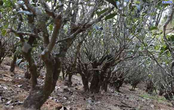 临沧三大雪山茶：品种、产地、品质及冲泡 *** 全面解析