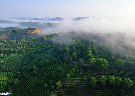 普洱茶美景诗意再现：品茗之余，尽享山水之间的韵味