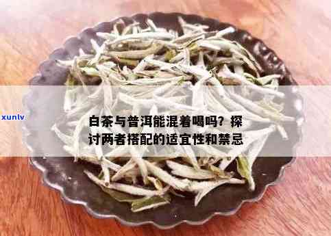 白茶和普洱茶混合泡制的可能性及其影响：一次全面的探索