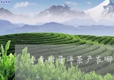 小青柑普洱茶发源地