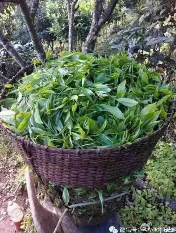 探究普洱茶 *** 过程中，从一叶到一饼所需的时间与工艺秘