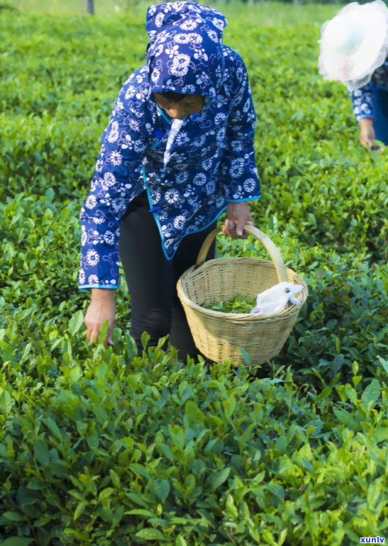 探究普洱茶 *** 过程中，从一叶到一饼所需的时间与工艺秘