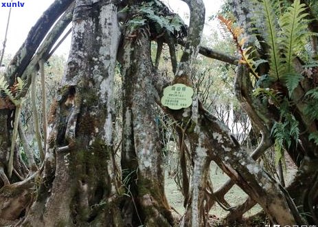 西双版纳玉石场详细地址、公交路线及周边景点一览