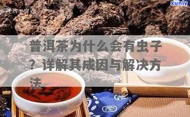 普洱茶为啥有毛毛？普洱茶水里为什么会有毛毛虫？探究普洱茶的奥秘。