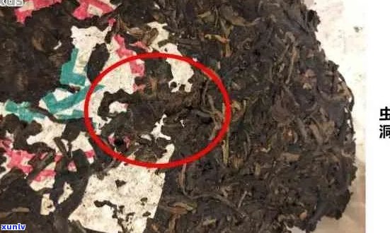 普洱茶为啥有毛毛？普洱茶水里为什么会有毛毛虫？探究普洱茶的奥秘。