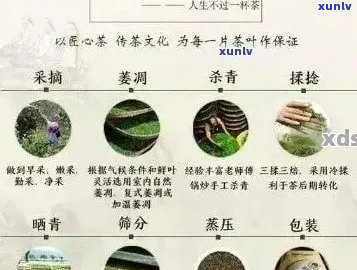 普洱茶的全面解析：品种、品质、泡法与品鉴，让你成为普洱茶专家