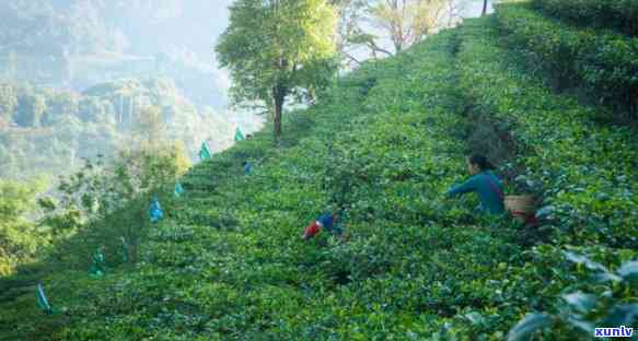 普洱茶有哪几大片区