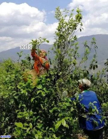 探寻普洱茶头采与二采的独特韵味：一场口感与品质的较量