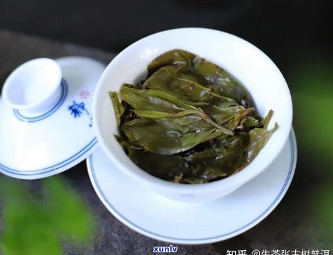 景迈山古树普洱茶独特韵味与品鉴解析