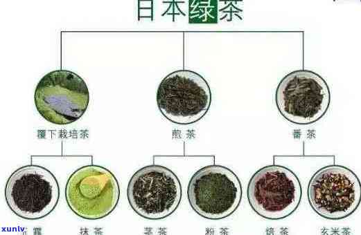 探索茶文化：了解人饮的茶叶种类及其特点